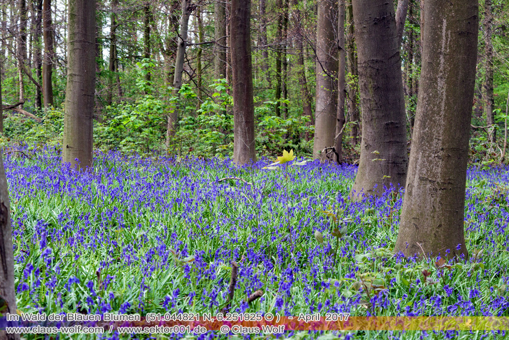 Hasengl&ouml;ckchen / Waldhyacinthe (Hyacinthoides non-scripta), Im Wald der blauen Blumen bei H&uuml;ckelhoven/Baal