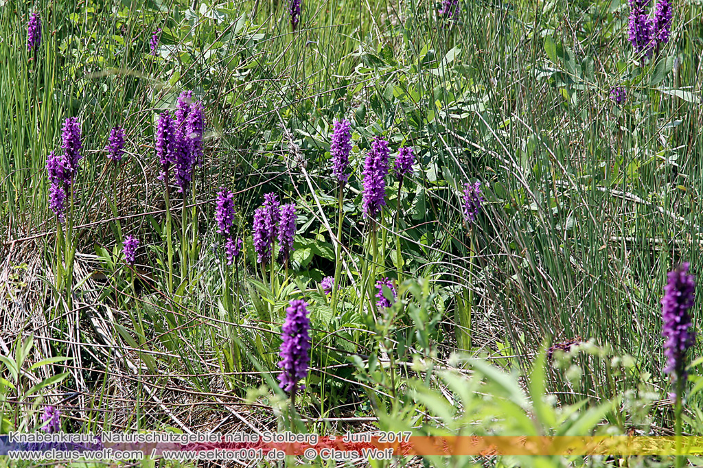 Knabenkraut, Naturschutzgebiet N&auml;he Stolberg