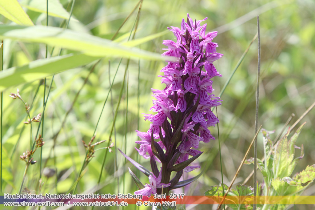 Knabenkraut, Naturschutzgebiet N&auml;he Stolberg