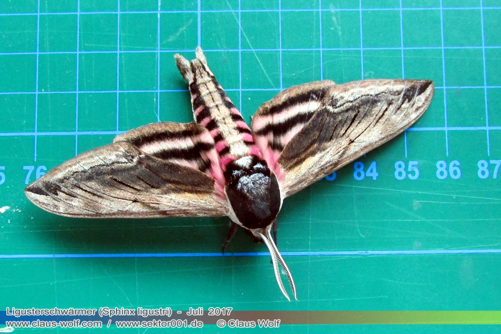 Ligusterschw&auml;rmer (Sphinx ligustri)