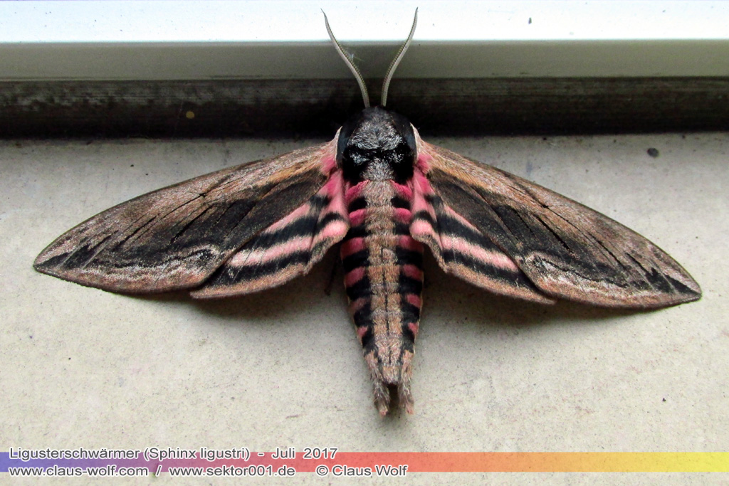Ligusterschw&auml;rmer (Sphinx ligustri)