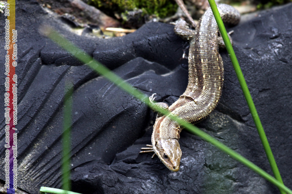 Zauneidechse (Lacerta agiis)