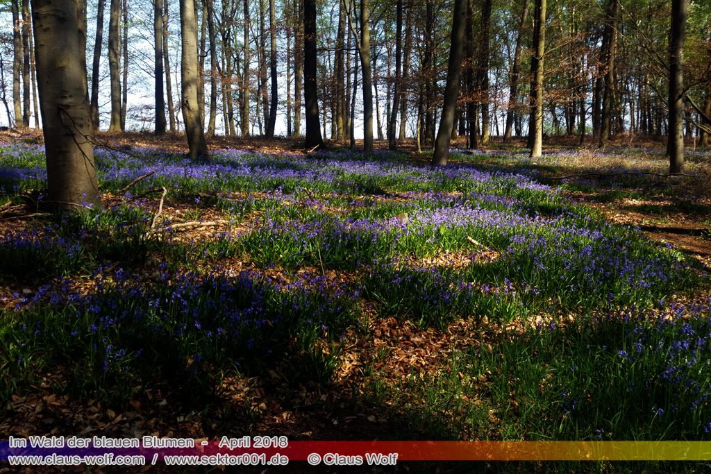 Hasengl&ouml;ckchen / Waldhyacinthe (Hyacinthoides non-scripta), Im Wald der blauen Blumen bei H&uuml;ckelhoven/Baal