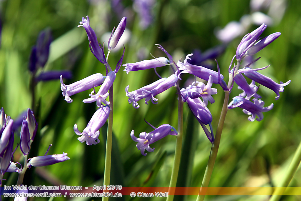 Hasengl&ouml;ckchen / Waldhyacinthe (Hyacinthoides non-scripta), Im Wald der blauen Blumen bei H&uuml;ckelhoven/Baal