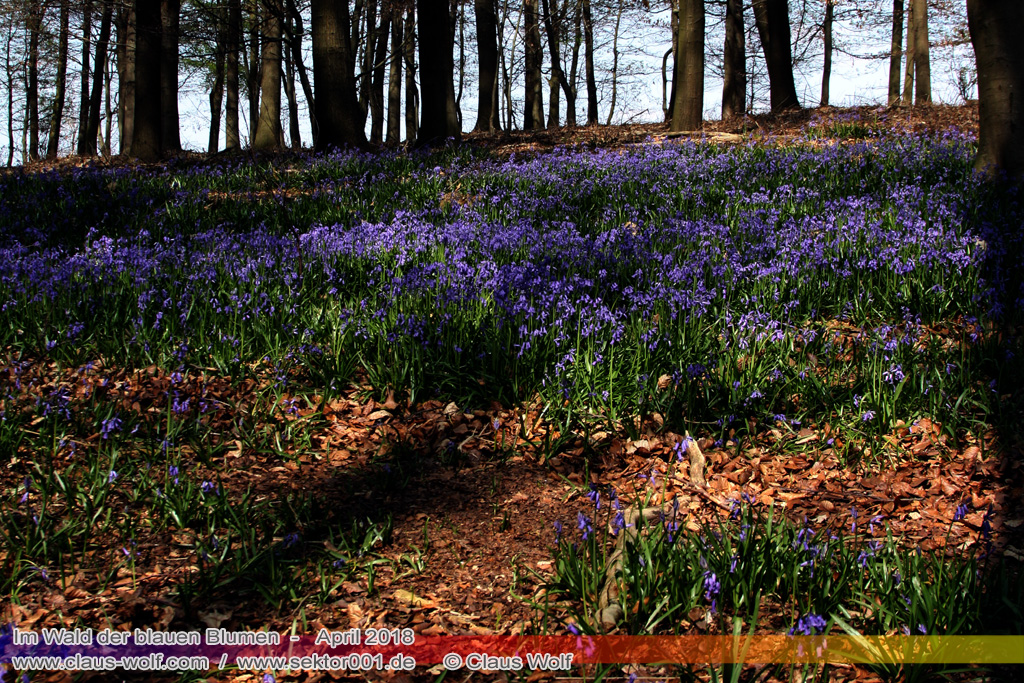 Hasengl&ouml;ckchen / Waldhyacinthe (Hyacinthoides non-scripta), Im Wald der blauen Blumen bei H&uuml;ckelhoven/Baal