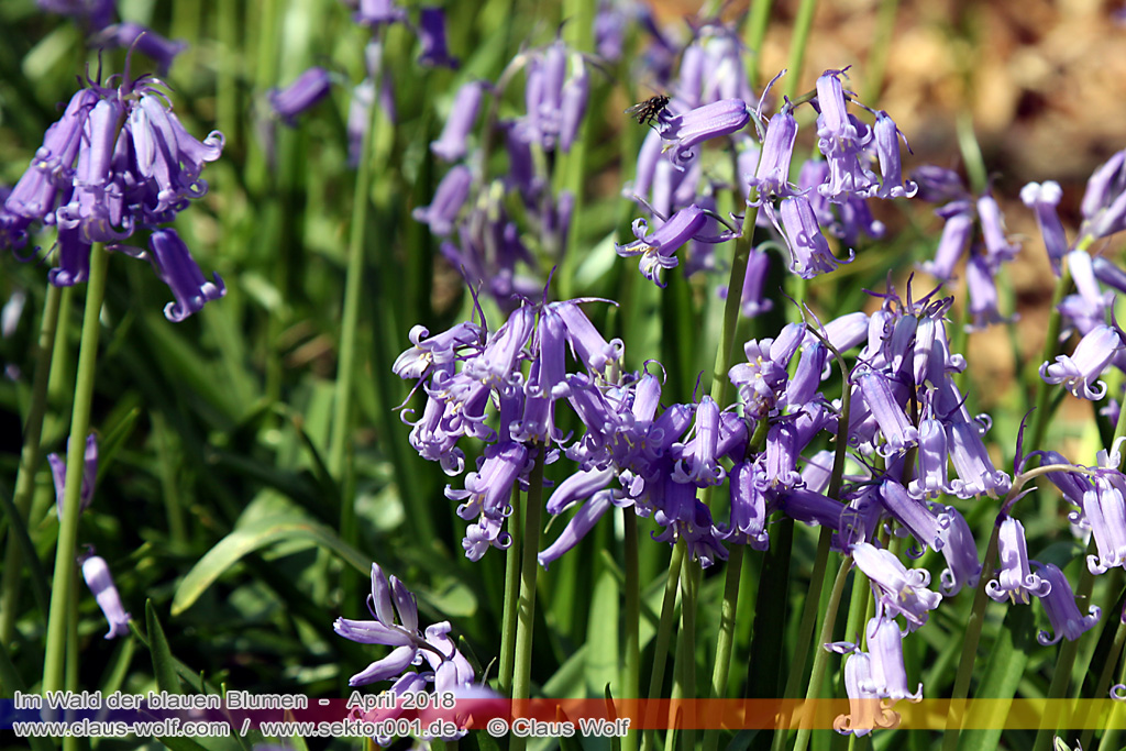 Hasengl&ouml;ckchen / Waldhyacinthe (Hyacinthoides non-scripta), Im Wald der blauen Blumen bei H&uuml;ckelhoven/Baal