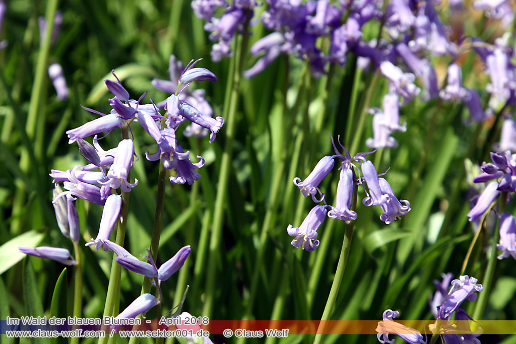 Hasengl&ouml;ckchen / Waldhyacinthe (Hyacinthoides non-scripta), Im Wald der blauen Blumen bei H&uuml;ckelhoven/Baal