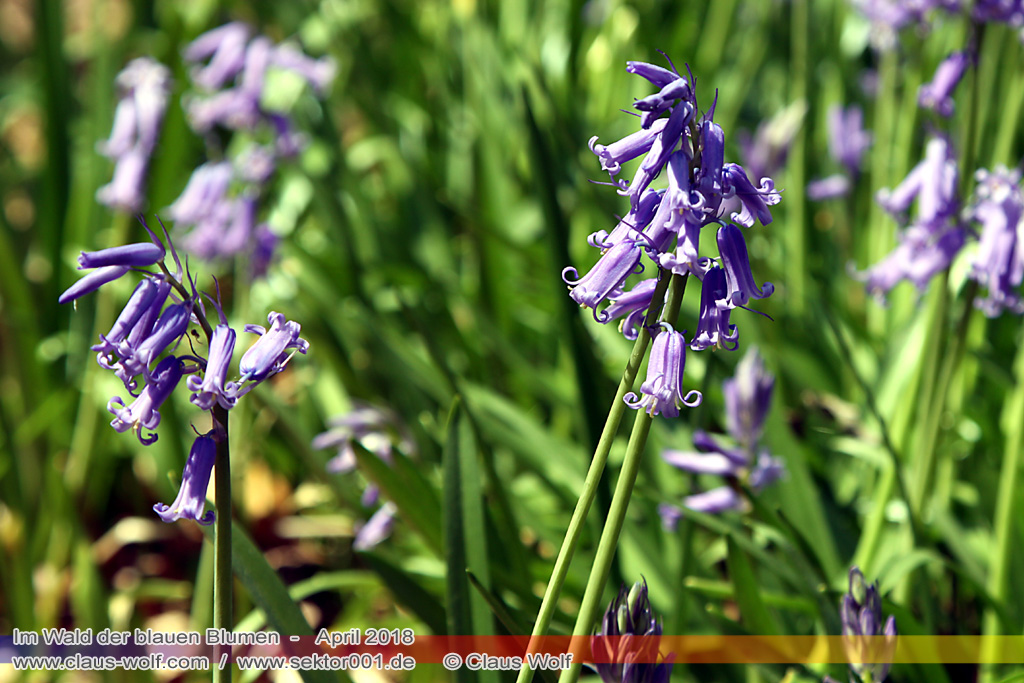 Hasengl&ouml;ckchen / Waldhyacinthe (Hyacinthoides non-scripta), Im Wald der blauen Blumen bei H&uuml;ckelhoven/Baal