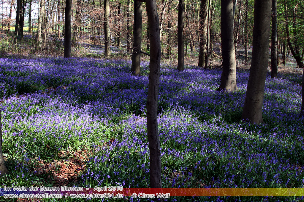 Hasengl&ouml;ckchen / Waldhyacinthe (Hyacinthoides non-scripta), Im Wald der blauen Blumen bei H&uuml;ckelhoven/Baal