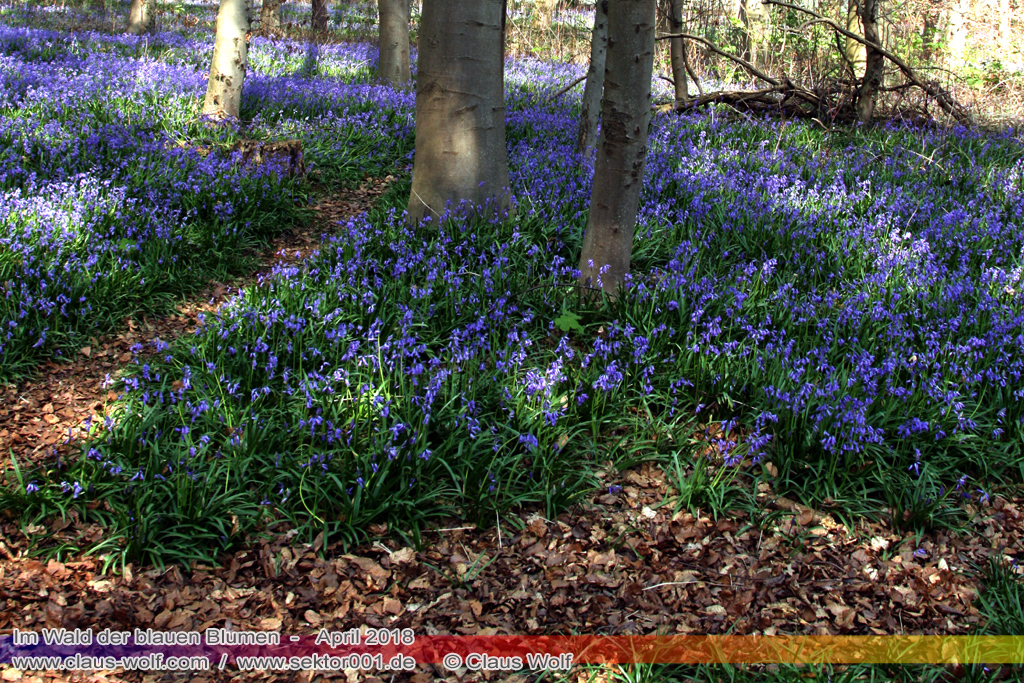 Hasengl&ouml;ckchen / Waldhyacinthe (Hyacinthoides non-scripta), Im Wald der blauen Blumen bei H&uuml;ckelhoven/Baal