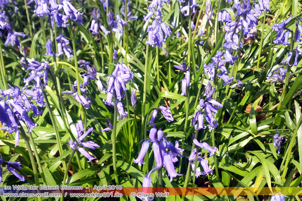 Hasengl&ouml;ckchen / Waldhyacinthe (Hyacinthoides non-scripta), Im Wald der blauen Blumen bei H&uuml;ckelhoven/Baal