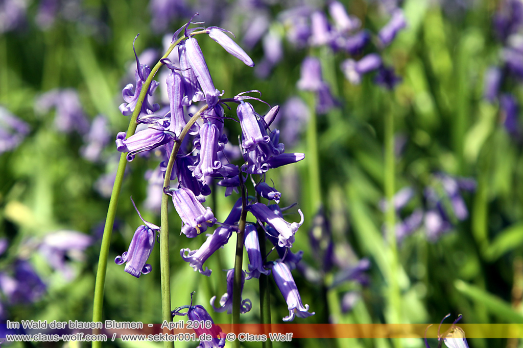 Hasengl&ouml;ckchen / Waldhyacinthe (Hyacinthoides non-scripta), Im Wald der blauen Blumen bei H&uuml;ckelhoven/Baal