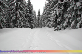 Natur: Pflanzen, Pilze, Flechten, Farne, Landschaften 104
