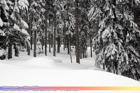Natur: Pflanzen, Pilze, Flechten, Farne, Landschaften 105