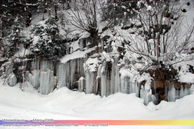 Natur: Pflanzen, Pilze, Flechten, Farne, Landschaften 106