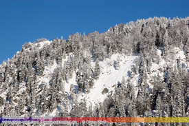 Natur: Pflanzen, Pilze, Flechten, Farne, Landschaften 107
