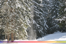 Natur: Pflanzen, Pilze, Flechten, Farne, Landschaften 110