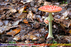 Natur: Pflanzen, Pilze, Flechten, Farne, Landschaften 112