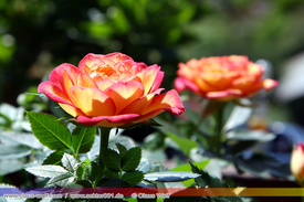 Natur: Pflanzen, Pilze, Flechten, Farne, Landschaften 201