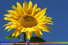 Natur: Pflanzen, Pilze, Flechten, Farne, Landschaften 204