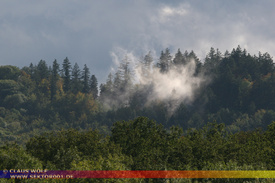 Natur: Pflanzen, Pilze, Flechten, Farne, Landschaften 206