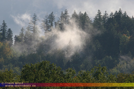 Natur: Pflanzen, Pilze, Flechten, Farne, Landschaften 207