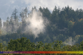 Natur: Pflanzen, Pilze, Flechten, Farne, Landschaften 208