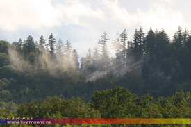 Natur: Pflanzen, Pilze, Flechten, Farne, Landschaften 209