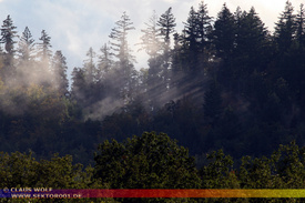 Natur: Pflanzen, Pilze, Flechten, Farne, Landschaften 210