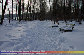 Natur: Pflanzen, Pilze, Flechten, Farne, Landschaften 302