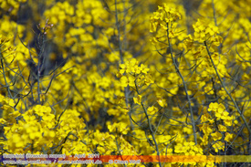 Natur: Pflanzen, Pilze, Flechten, Farne, Landschaften 304