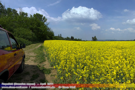 Natur: Pflanzen, Pilze, Flechten, Farne, Landschaften 305