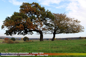 Natur: Pflanzen, Pilze, Flechten, Farne, Landschaften 310