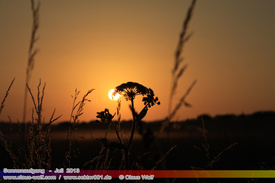 Natur: Pflanzen, Pilze, Flechten, Farne, Landschaften 312