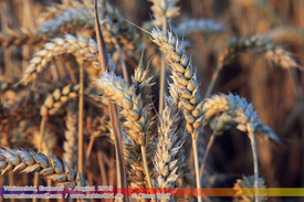 Natur: Pflanzen, Pilze, Flechten, Farne, Landschaften 401
