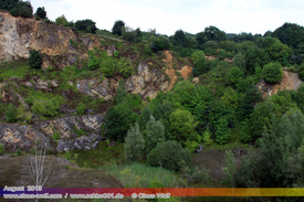 Natur: Pflanzen, Pilze, Flechten, Farne, Landschaften 402