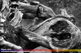 Natur: Pflanzen, Pilze, Flechten, Farne, Landschaften 404