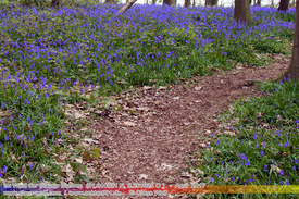 Natur: Pflanzen, Pilze, Flechten, Farne, Landschaften 503