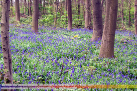 Natur: Pflanzen, Pilze, Flechten, Farne, Landschaften 506