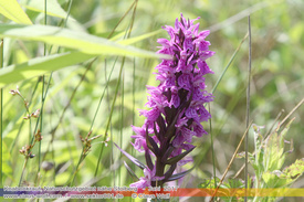 Natur: Pflanzen, Pilze, Flechten, Farne, Landschaften 411