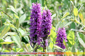 Natur: Pflanzen, Pilze, Flechten, Farne, Landschaften 412