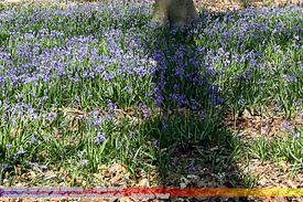Natur: Pflanzen, Pilze, Flechten, Farne, Landschaften 604