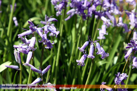 Natur: Pflanzen, Pilze, Flechten, Farne, Landschaften 606