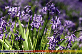 Natur: Pflanzen, Pilze, Flechten, Farne, Landschaften 610