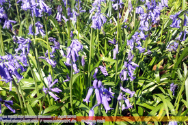 Natur: Pflanzen, Pilze, Flechten, Farne, Landschaften 611